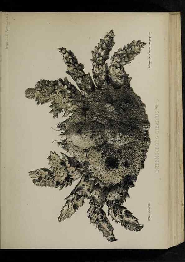 Reproducción/Reproduction 48991819713: Proceedings of the Zoological Society of London.. London :Academic Press, [etc.],1833-1965.. 