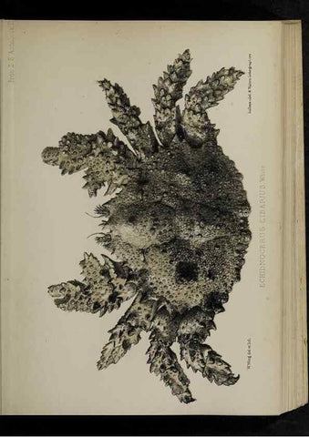 Reproducción/Reproduction 48991819713: Proceedings of the Zoological Society of London.. London :Academic Press, [etc.],1833-1965.. 
