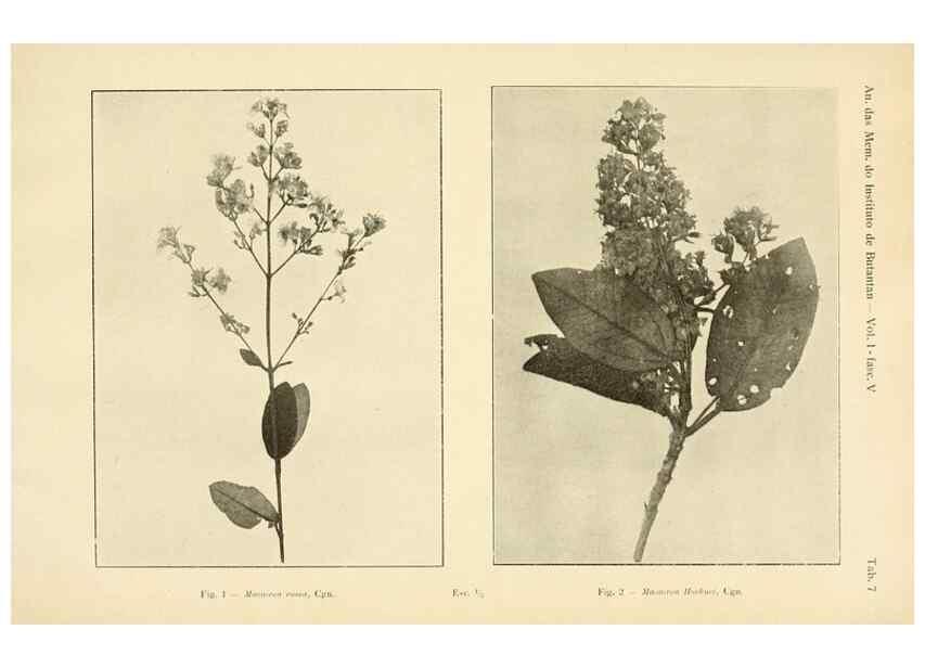 Reproducción/Reproduction 49013480362: Anexos das Memórias do Instituto de Butantan, Secção de Botânica.. S. Paulo :Comp. Melhoramentos de S. Paulo,1921-1922.. 