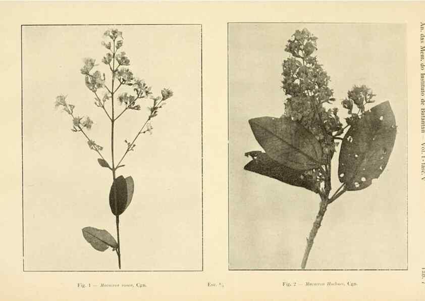 Reproducción/Reproduction 49013480362: Anexos das Memórias do Instituto de Butantan, Secção de Botânica.. S. Paulo :Comp. Melhoramentos de S. Paulo,1921-1922.. 
