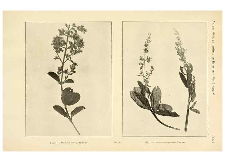 Reproducción/Reproduction 49013274551: Anexos das Memórias do Instituto de Butantan, Secção de Botânica.. S. Paulo :Comp. Melhoramentos de S. Paulo,1921-1922.. 