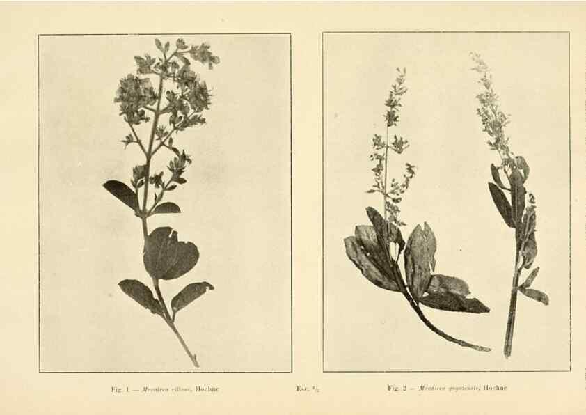 Reproducción/Reproduction 49013274551: Anexos das Memórias do Instituto de Butantan, Secção de Botânica.. S. Paulo :Comp. Melhoramentos de S. Paulo,1921-1922.. 