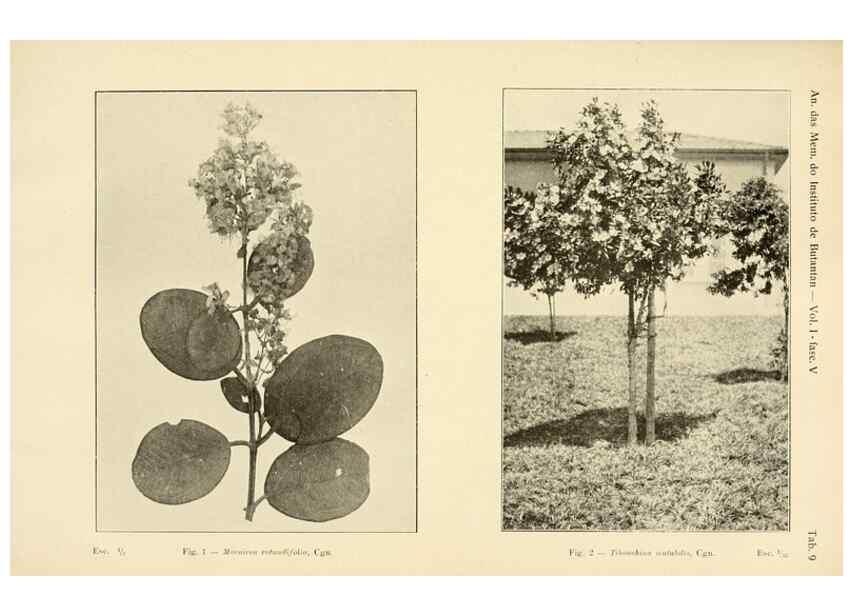 Reproducción/Reproduction 49012747693: Anexos das Memórias do Instituto de Butantan, Secção de Botânica.. S. Paulo :Comp. Melhoramentos de S. Paulo,1921-1922.. 