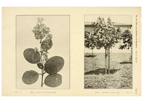 Reproducción/Reproduction 49012747693: Anexos das Memórias do Instituto de Butantan, Secção de Botânica.. S. Paulo :Comp. Melhoramentos de S. Paulo,1921-1922.. 