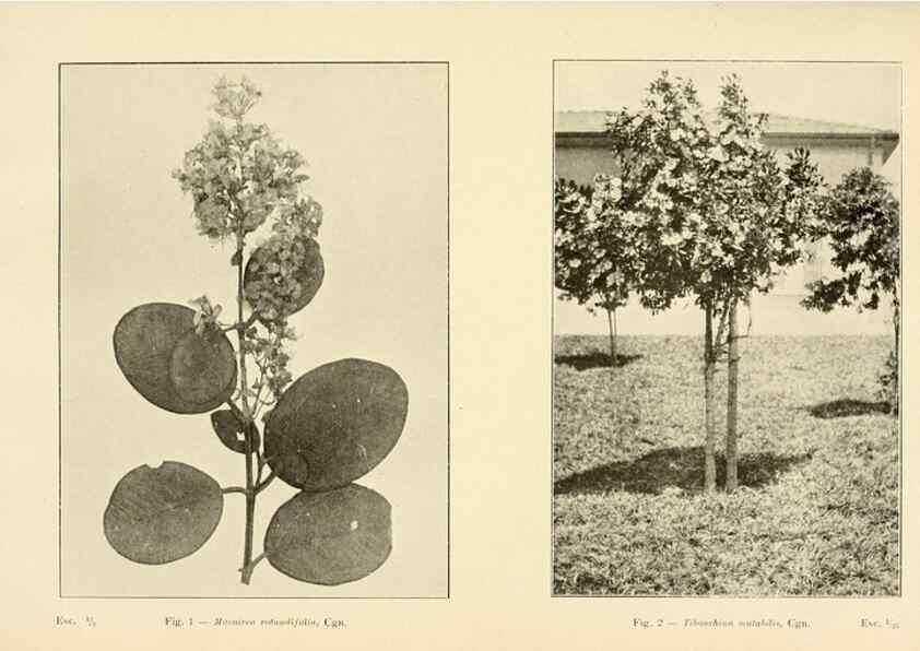Reproducción/Reproduction 49012747693: Anexos das Memórias do Instituto de Butantan, Secção de Botânica.. S. Paulo :Comp. Melhoramentos de S. Paulo,1921-1922.. 