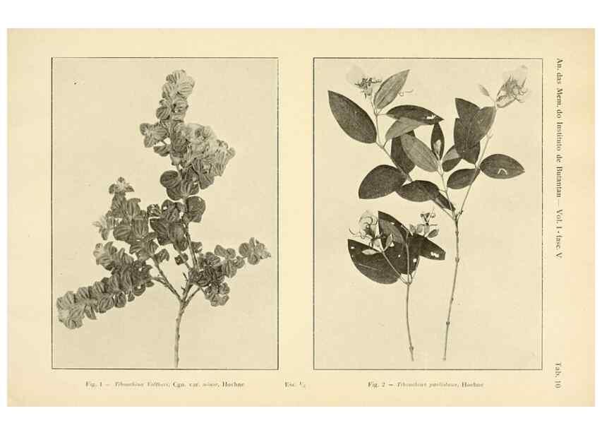Reproducción/Reproduction 49012747993: Anexos das Memórias do Instituto de Butantan, Secção de Botânica.. S. Paulo :Comp. Melhoramentos de S. Paulo,1921-1922.. 