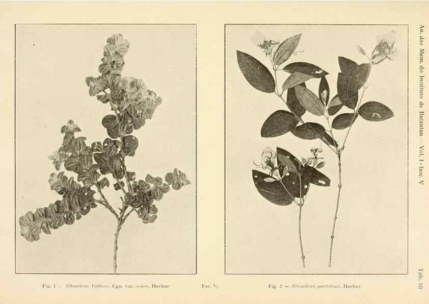 Reproducción/Reproduction 49012747993: Anexos das Memórias do Instituto de Butantan, Secção de Botânica.. S. Paulo :Comp. Melhoramentos de S. Paulo,1921-1922.. 