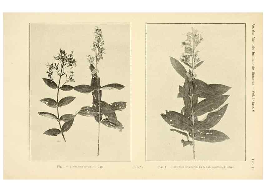 Reproducción/Reproduction 49013481797: Anexos das Memórias do Instituto de Butantan, Secção de Botânica.. S. Paulo :Comp. Melhoramentos de S. Paulo,1921-1922.. 