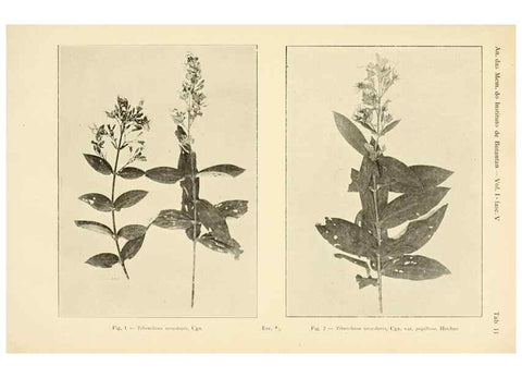 Reproducción/Reproduction 49013481797: Anexos das Memórias do Instituto de Butantan, Secção de Botânica.. S. Paulo :Comp. Melhoramentos de S. Paulo,1921-1922.. 