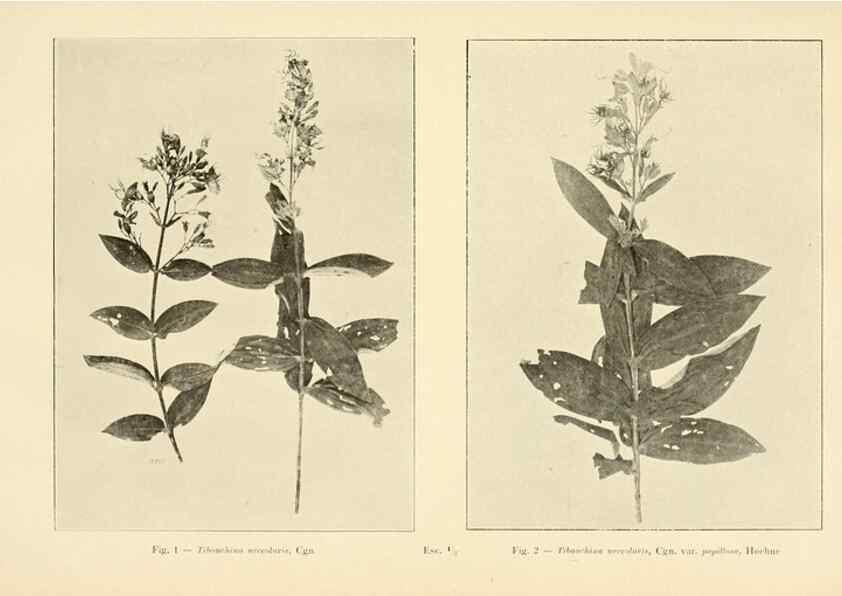Reproducción/Reproduction 49013481797: Anexos das Memórias do Instituto de Butantan, Secção de Botânica.. S. Paulo :Comp. Melhoramentos de S. Paulo,1921-1922.. 
