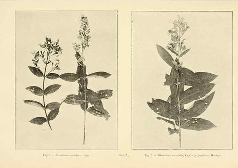 Reproducción/Reproduction 49013481797: Anexos das Memórias do Instituto de Butantan, Secção de Botânica.. S. Paulo :Comp. Melhoramentos de S. Paulo,1921-1922.. 
