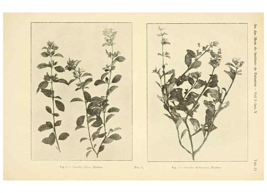 Reproducción/Reproduction 49013276191: Anexos das Memórias do Instituto de Butantan, Secção de Botânica.. S. Paulo :Comp. Melhoramentos de S. Paulo,1921-1922.. 