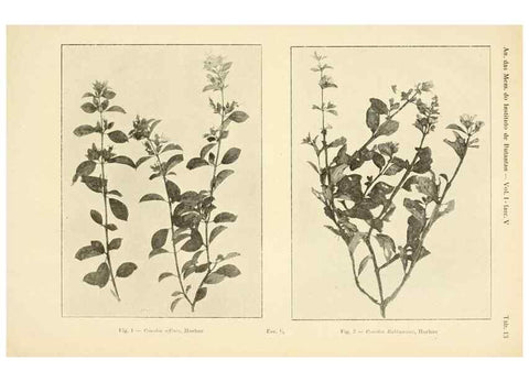 Reproducción/Reproduction 49013276191: Anexos das Memórias do Instituto de Butantan, Secção de Botânica.. S. Paulo :Comp. Melhoramentos de S. Paulo,1921-1922.. 