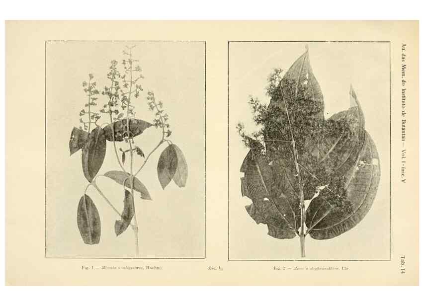 Reproducción/Reproduction 49012749108: Anexos das Memórias do Instituto de Butantan, Secção de Botânica.. S. Paulo :Comp. Melhoramentos de S. Paulo,1921-1922.. 