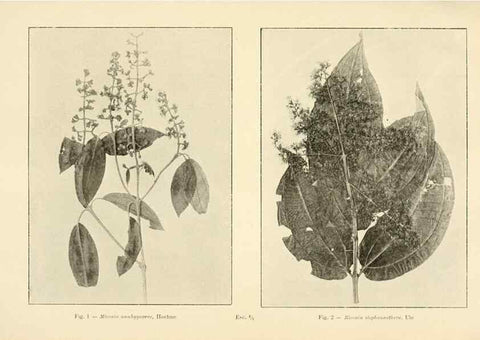 Reproducción/Reproduction 49012749108: Anexos das Memórias do Instituto de Butantan, Secção de Botânica.. S. Paulo :Comp. Melhoramentos de S. Paulo,1921-1922.. 