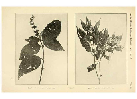 Reproducción/Reproduction 49013276746: Anexos das Memórias do Instituto de Butantan, Secção de Botânica.. S. Paulo :Comp. Melhoramentos de S. Paulo,1921-1922.. 