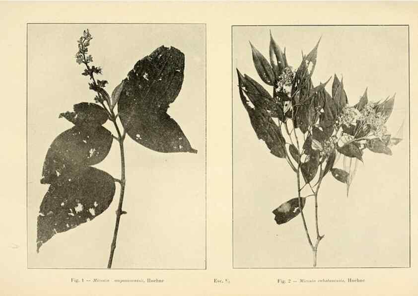 Reproducción/Reproduction 49013276746: Anexos das Memórias do Instituto de Butantan, Secção de Botânica.. S. Paulo :Comp. Melhoramentos de S. Paulo,1921-1922.. 