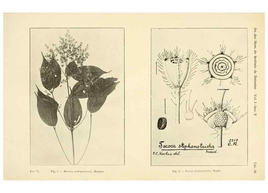 Reproducción/Reproduction 49013483192: Anexos das Memórias do Instituto de Butantan, Secção de Botânica.. S. Paulo :Comp. Melhoramentos de S. Paulo,1921-1922.. 