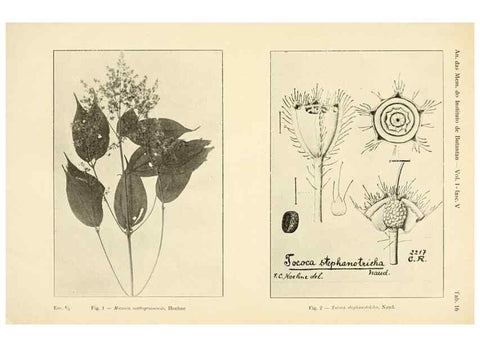 Reproducción/Reproduction 49013483192: Anexos das Memórias do Instituto de Butantan, Secção de Botânica.. S. Paulo :Comp. Melhoramentos de S. Paulo,1921-1922.. 