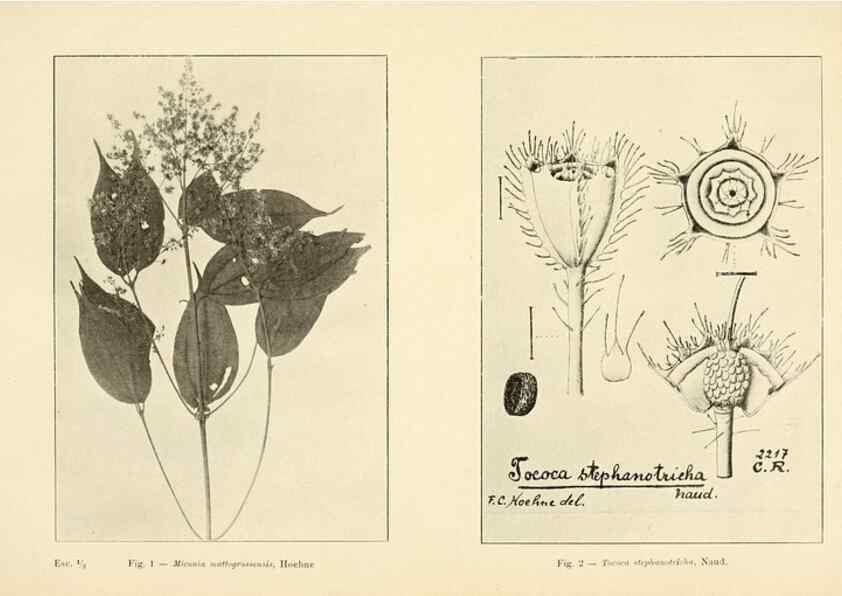 Reproducción/Reproduction 49013483192: Anexos das Memórias do Instituto de Butantan, Secção de Botânica.. S. Paulo :Comp. Melhoramentos de S. Paulo,1921-1922.. 