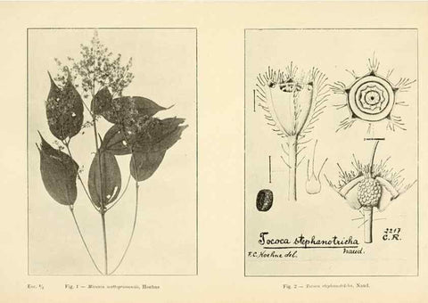 Reproducción/Reproduction 49013483192: Anexos das Memórias do Instituto de Butantan, Secção de Botânica.. S. Paulo :Comp. Melhoramentos de S. Paulo,1921-1922.. 
