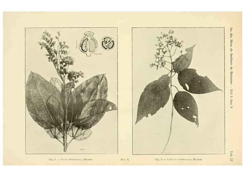Reproducción/Reproduction 49013277286: Anexos das Memórias do Instituto de Butantan, Secção de Botânica.. S. Paulo :Comp. Melhoramentos de S. Paulo,1921-1922.. 