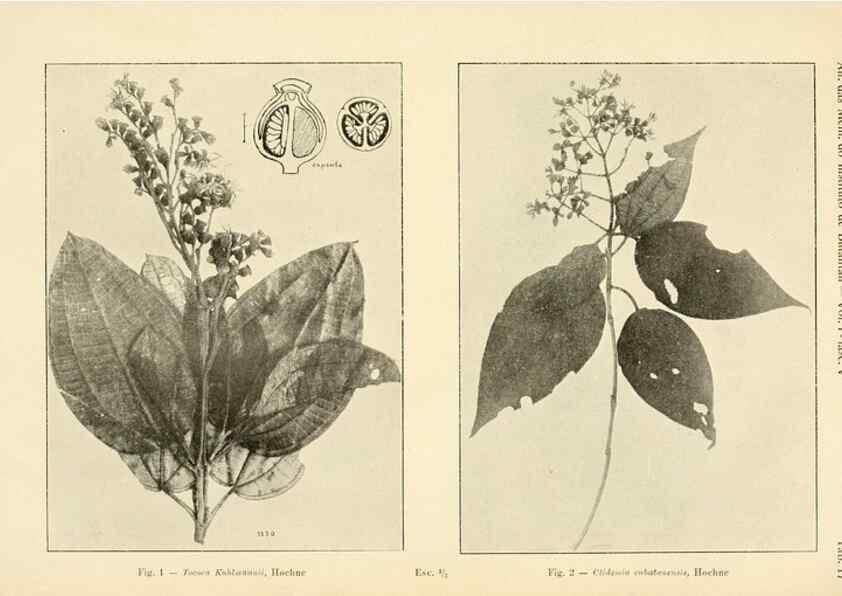 Reproducción/Reproduction 49013277286: Anexos das Memórias do Instituto de Butantan, Secção de Botânica.. S. Paulo :Comp. Melhoramentos de S. Paulo,1921-1922.. 