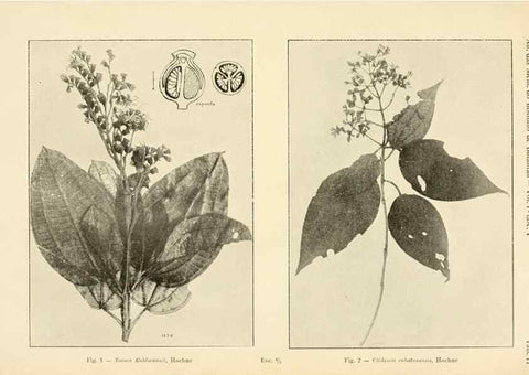 Reproducción/Reproduction 49013277286: Anexos das Memórias do Instituto de Butantan, Secção de Botânica.. S. Paulo :Comp. Melhoramentos de S. Paulo,1921-1922.. 