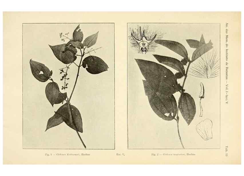 Reproducción/Reproduction 49013277561: Anexos das Memórias do Instituto de Butantan, Secção de Botânica.. S. Paulo :Comp. Melhoramentos de S. Paulo,1921-1922.. 