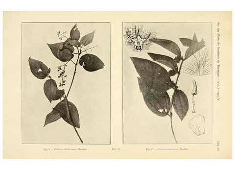 Reproducción/Reproduction 49013277561: Anexos das Memórias do Instituto de Butantan, Secção de Botânica.. S. Paulo :Comp. Melhoramentos de S. Paulo,1921-1922.. 