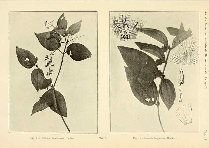 Reproducción/Reproduction 49013277561: Anexos das Memórias do Instituto de Butantan, Secção de Botânica.. S. Paulo :Comp. Melhoramentos de S. Paulo,1921-1922.. 