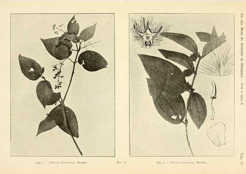 Reproducción/Reproduction 49013277561: Anexos das Memórias do Instituto de Butantan, Secção de Botânica.. S. Paulo :Comp. Melhoramentos de S. Paulo,1921-1922.. 