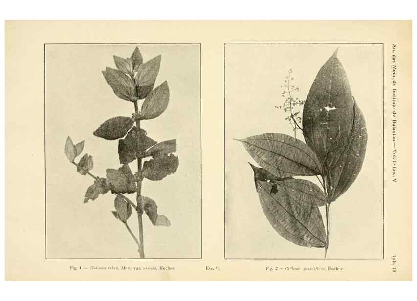 Reproducción/Reproduction 49012750723: Anexos das Memórias do Instituto de Butantan, Secção de Botânica.. S. Paulo :Comp. Melhoramentos de S. Paulo,1921-1922.. 