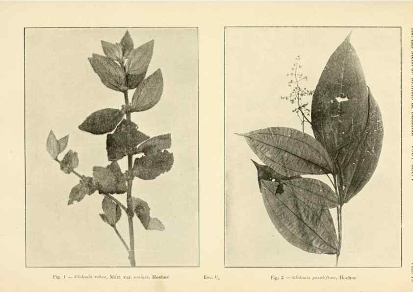 Reproducción/Reproduction 49012750723: Anexos das Memórias do Instituto de Butantan, Secção de Botânica.. S. Paulo :Comp. Melhoramentos de S. Paulo,1921-1922.. 