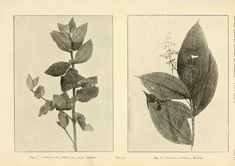 Reproducción/Reproduction 49012750723: Anexos das Memórias do Instituto de Butantan, Secção de Botânica.. S. Paulo :Comp. Melhoramentos de S. Paulo,1921-1922.. 