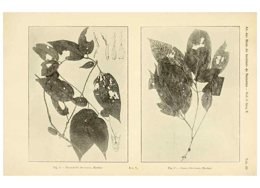 Reproducción/Reproduction 49012751023: Anexos das Memórias do Instituto de Butantan, Secção de Botânica.. S. Paulo :Comp. Melhoramentos de S. Paulo,1921-1922.. 