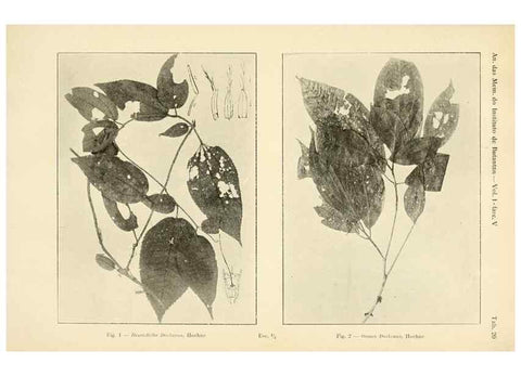 Reproducción/Reproduction 49012751023: Anexos das Memórias do Instituto de Butantan, Secção de Botânica.. S. Paulo :Comp. Melhoramentos de S. Paulo,1921-1922.. 