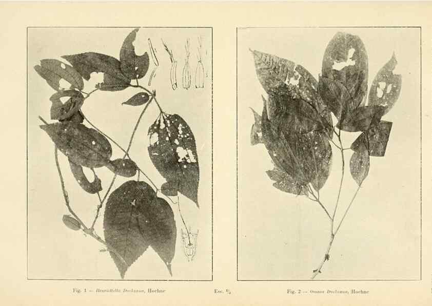 Reproducción/Reproduction 49012751023: Anexos das Memórias do Instituto de Butantan, Secção de Botânica.. S. Paulo :Comp. Melhoramentos de S. Paulo,1921-1922.. 