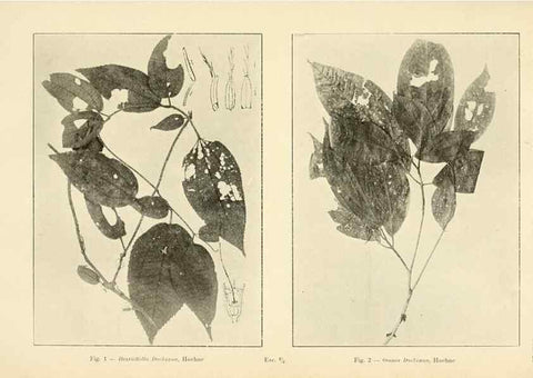 Reproducción/Reproduction 49012751023: Anexos das Memórias do Instituto de Butantan, Secção de Botânica.. S. Paulo :Comp. Melhoramentos de S. Paulo,1921-1922.. 
