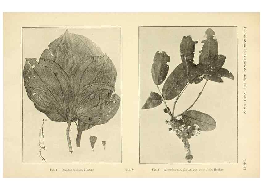 Reproducción/Reproduction 49013484817: Anexos das Memórias do Instituto de Butantan, Secção de Botânica.. S. Paulo :Comp. Melhoramentos de S. Paulo,1921-1922.. 