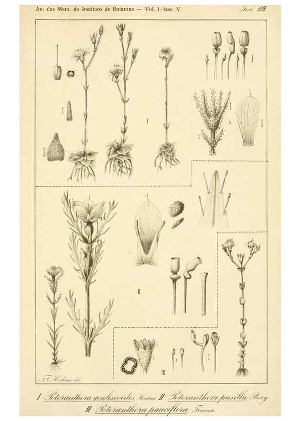 Reproducción/Reproduction 49012746543: Anexos das Memórias do Instituto de Butantan, Secção de Botânica.. S. Paulo :Comp. Melhoramentos de S. Paulo,1921-1922.. 