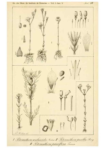 Reproducción/Reproduction 49012746543: Anexos das Memórias do Instituto de Butantan, Secção de Botânica.. S. Paulo :Comp. Melhoramentos de S. Paulo,1921-1922.. 