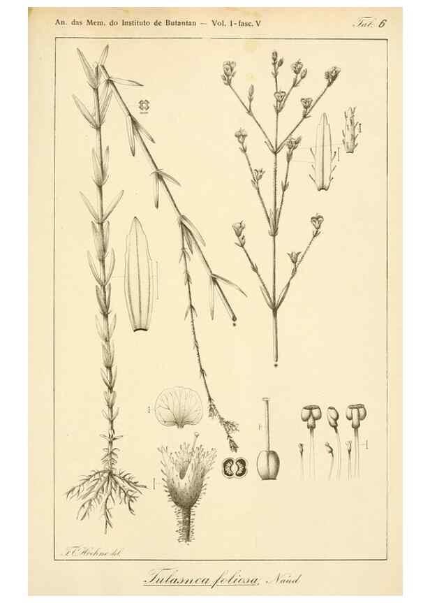 Reproducción/Reproduction 49013273456: Anexos das Memórias do Instituto de Butantan, Secção de Botânica.. S. Paulo :Comp. Melhoramentos de S. Paulo,1921-1922.. 