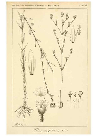 Reproducción/Reproduction 49013273456: Anexos das Memórias do Instituto de Butantan, Secção de Botânica.. S. Paulo :Comp. Melhoramentos de S. Paulo,1921-1922.. 