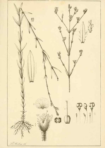 Reproducción/Reproduction 49013273456: Anexos das Memórias do Instituto de Butantan, Secção de Botânica.. S. Paulo :Comp. Melhoramentos de S. Paulo,1921-1922.. 