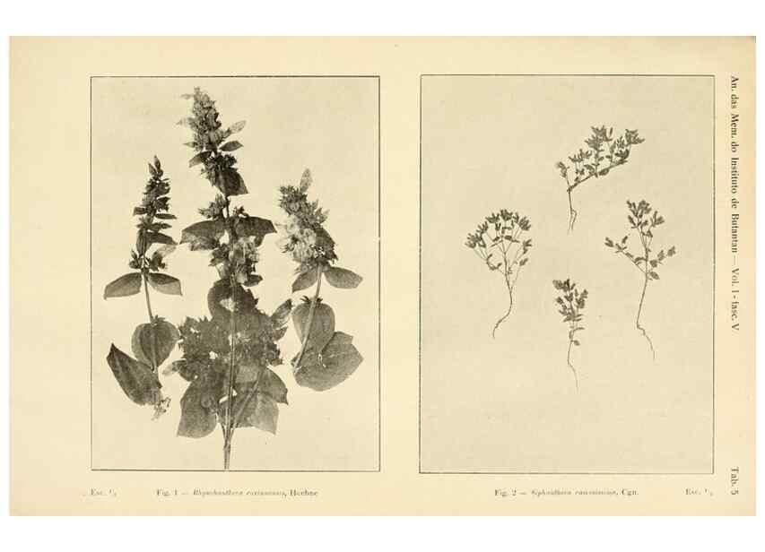 Reproducción/Reproduction 49012745873: Anexos das Memórias do Instituto de Butantan, Secção de Botânica.. S. Paulo :Comp. Melhoramentos de S. Paulo,1921-1922.. 