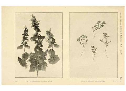 Reproducción/Reproduction 49012745873: Anexos das Memórias do Instituto de Butantan, Secção de Botânica.. S. Paulo :Comp. Melhoramentos de S. Paulo,1921-1922.. 