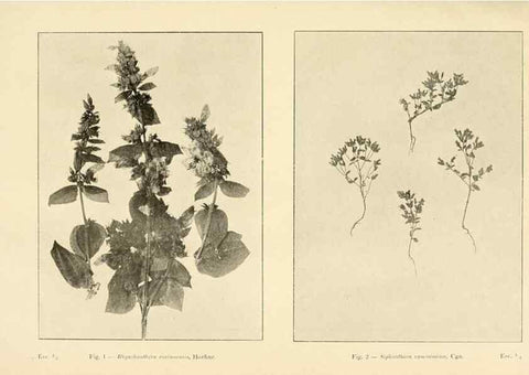 Reproducción/Reproduction 49012745873: Anexos das Memórias do Instituto de Butantan, Secção de Botânica.. S. Paulo :Comp. Melhoramentos de S. Paulo,1921-1922.. 