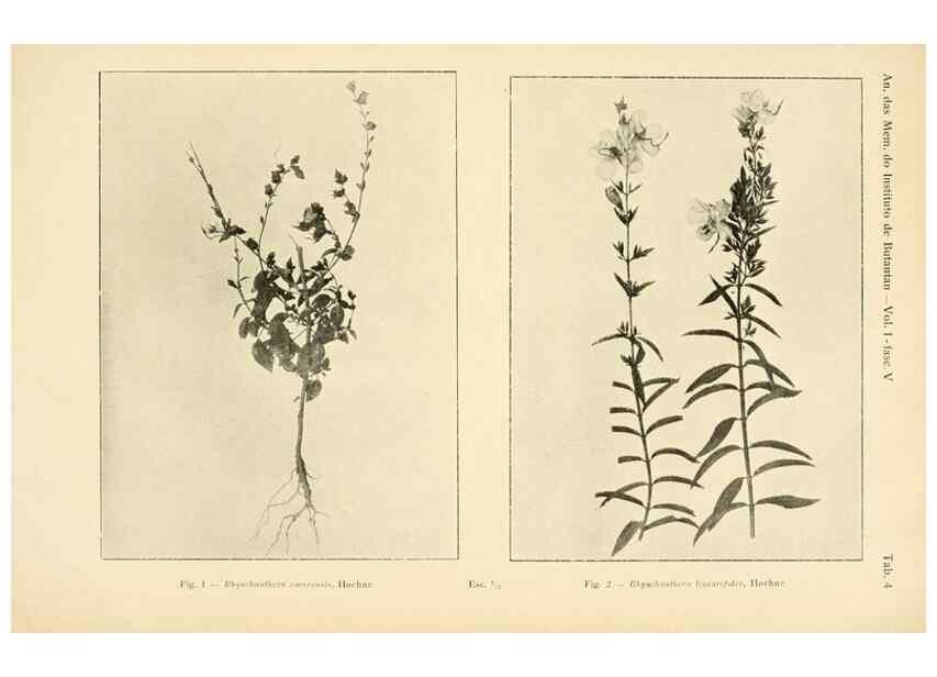 Reproducción/Reproduction 49013272801: Anexos das Memórias do Instituto de Butantan, Secção de Botânica.. S. Paulo :Comp. Melhoramentos de S. Paulo,1921-1922.. 