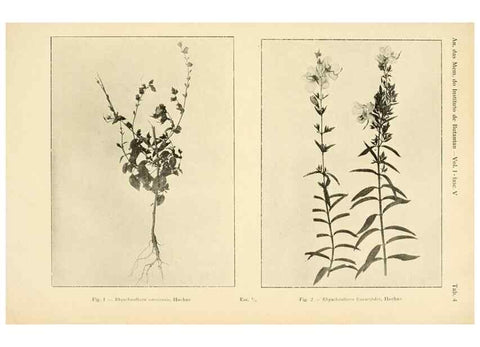 Reproducción/Reproduction 49013272801: Anexos das Memórias do Instituto de Butantan, Secção de Botânica.. S. Paulo :Comp. Melhoramentos de S. Paulo,1921-1922.. 